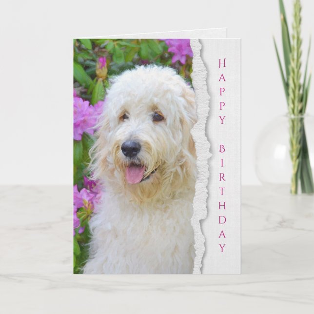 Goldendoodle hund i trädgårds- födelsedag kort (Framsida)
