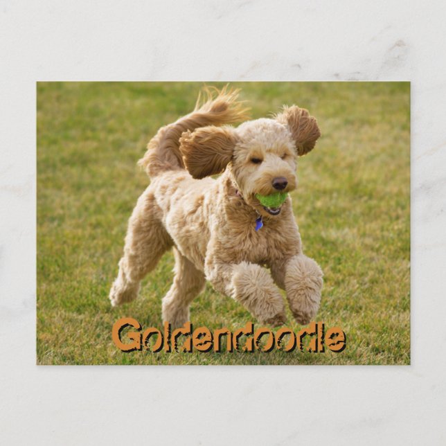 Goldendoodle Hund med Boll Vykort (Framsida)