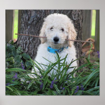 Goldendoodle Hund Poster