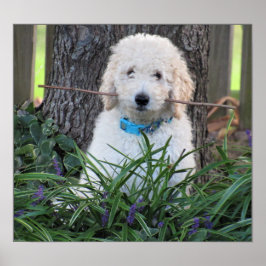 Goldendoodle Hund Poster