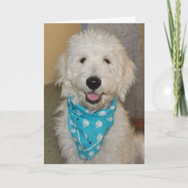 Goldendoodle i blåttbandannakort kort (Framsida)