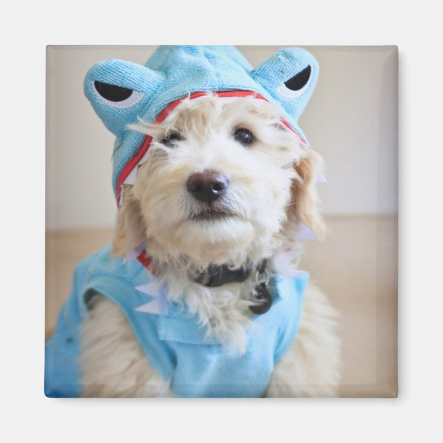 Goldendoodle i hajdräkt magnet (Framsidan)
