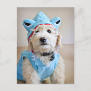 Goldendoodle i hajdräkt vykort