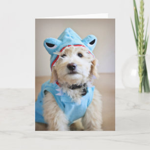 Goldendoodle i hajkostym kort