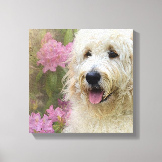 goldendoodle i hydrangea canvastryck (Framsida)