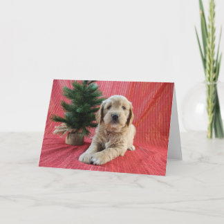 Goldendoodle julkort helgkort