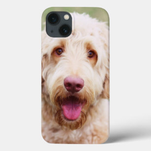 Goldendoodle-leende