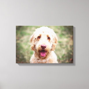 Goldendoodle-leende Canvastryck