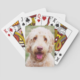 Goldendoodle-leende Casinokort
