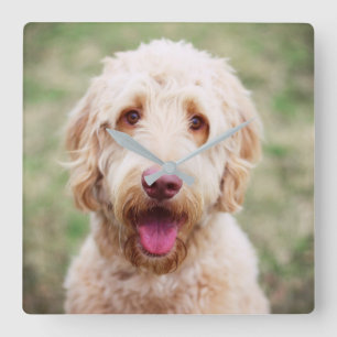 Goldendoodle-leende Fyrkantig Klocka