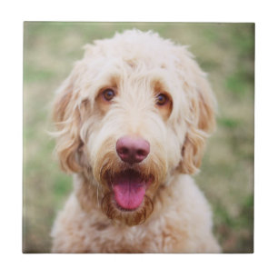 Goldendoodle-leende Kakelplatta