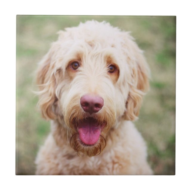 Goldendoodle-leende Kakelplatta (Framsidan)
