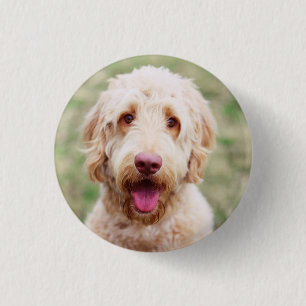 Goldendoodle-leende Knapp