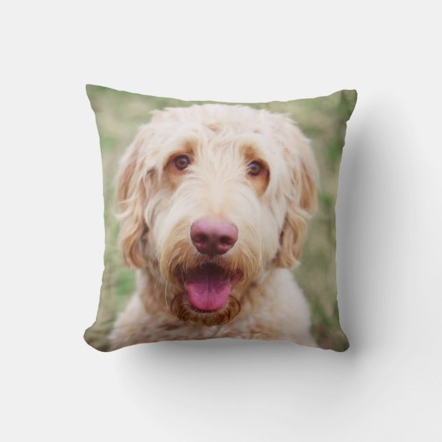 Goldendoodle-leende Kudde (Framsida)