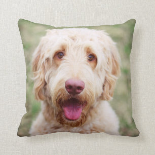 Goldendoodle-leende Kudde