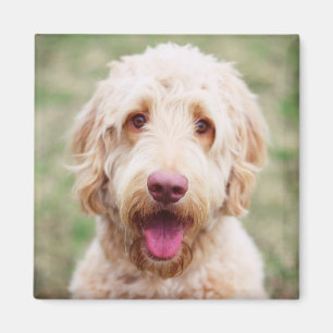 Goldendoodle-leende Magnet