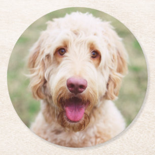Goldendoodle-leende Underlägg Papper Rund