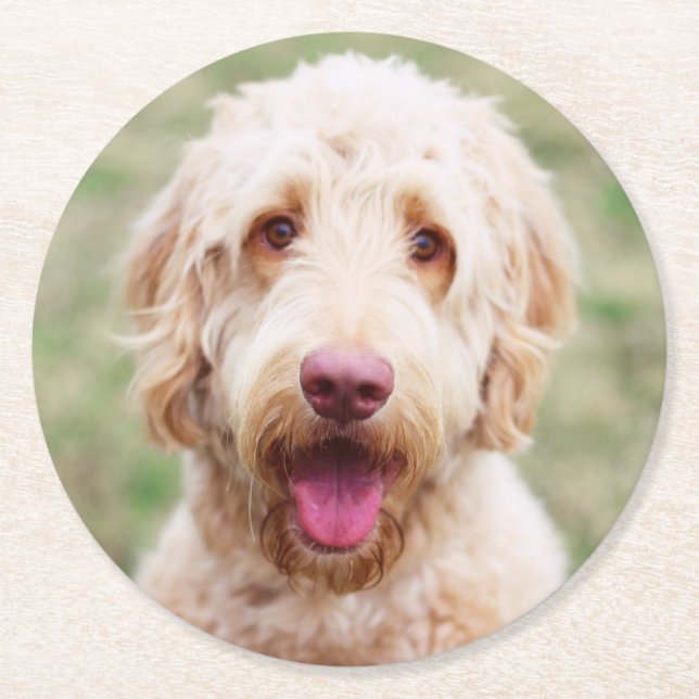 Goldendoodle-leende Underlägg Papper Rund (Framsidan)