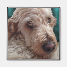 Goldendoodle