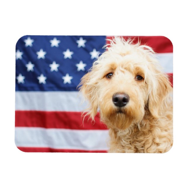 Goldendoodle med amerikansk Flagga Magnet (Horisontell)