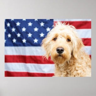 Goldendoodle med amerikansk Flagga Poster