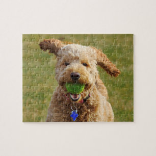 Goldendoodle med Boll Pussel