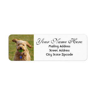 Goldendoodle med Boll Returadress Etikett
