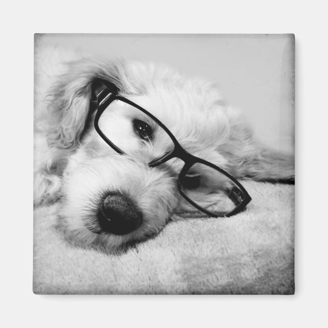 Goldendoodle med glas magnet (Framsidan)