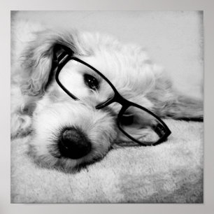 Goldendoodle med glas poster
