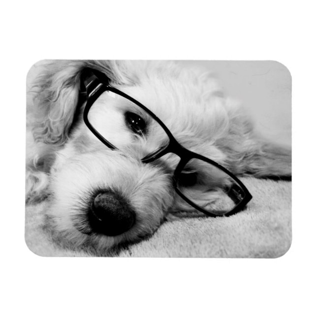 Goldendoodle med glasögon magnet (Horisontell)