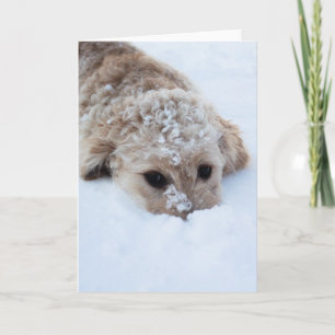 Goldendoodle med näs i Snö Kort
