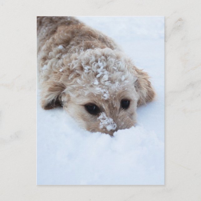 Goldendoodle med näs i Snö Vykort (Framsida)
