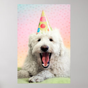 Goldendoodle med Party Hat Poster