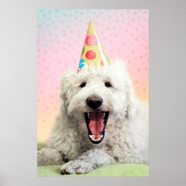 Goldendoodle med Party Hat Poster (Framsidan)
