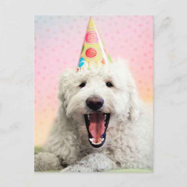Goldendoodle med Party Hat Vykort (Framsida)