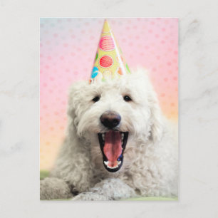 Goldendoodle med Party Hat Vykort