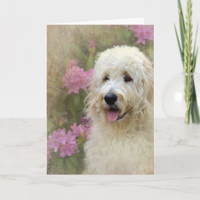 Goldendoodle med Struktur Kort (Framsida)