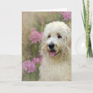 Goldendoodle med Struktur Kort