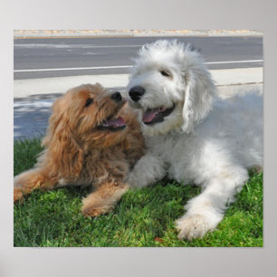 Goldendoodle och labradoodlevänner poster