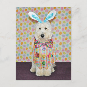 Goldendoodle Påsk vykort