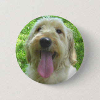 Goldendoodle produkter knapp