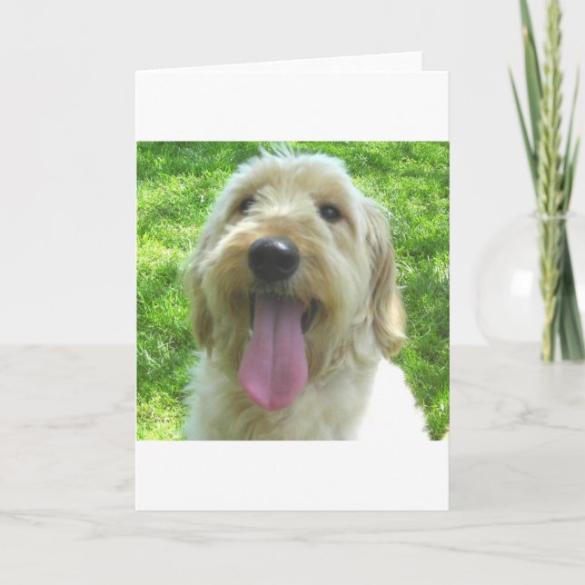 Goldendoodle produkter kort (Framsida)