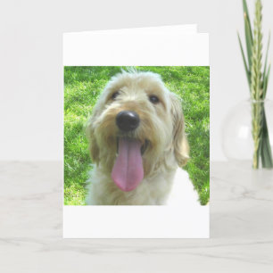 Goldendoodle produkter kort
