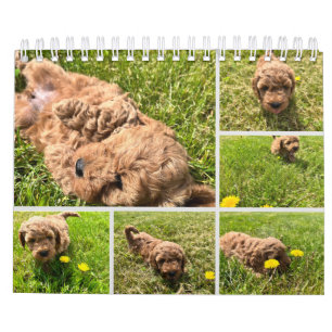Goldendoodle Puppy 2024 Kalender