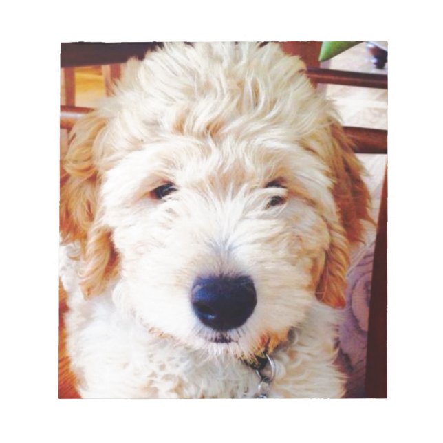 Goldendoodle Puppy Anteckningsblock (Framsida)