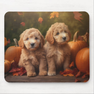 Goldendoodle Puppy Autumn Delight Pumpkin Musmatta