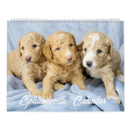 Goldendoodle Puppy Calendar Kalender