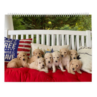 Goldendoodle Puppy Calendar Kalender