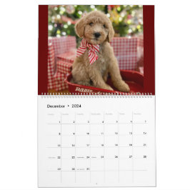 Goldendoodle Puppy Calendar Kalender