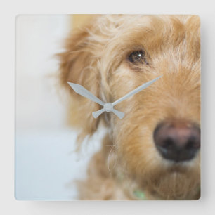 Goldendoodle Puppy Closeup Fyrkantig Klocka